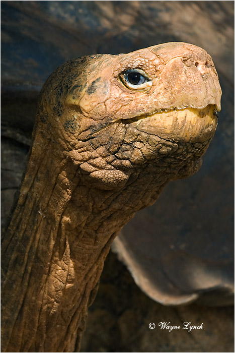 Galapagos Giant Tortoise 110 by Dr. Wayne Lynch &copy;